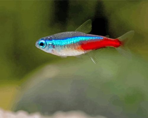 Tetra Fish Paint By Numbers