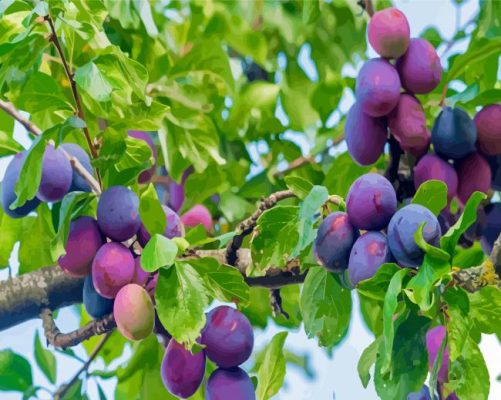 The Plum Tree Paint By Numbers