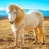 White Icelandic Pony Paint By Numbers
