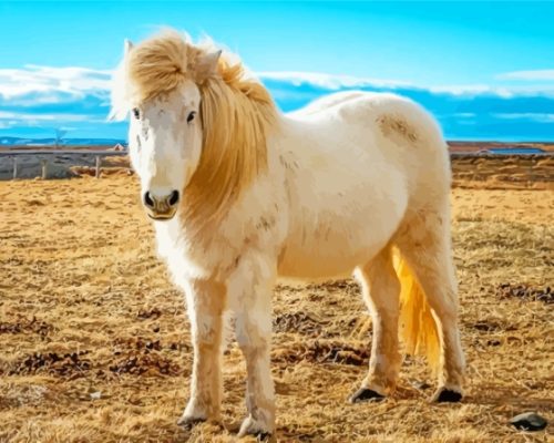 White Icelandic Pony Paint By Numbers