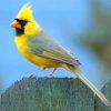 Yellow Cardinal Bird Paint By Numbers