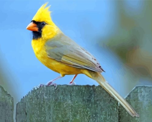 Yellow Cardinal Bird Paint By Numbers