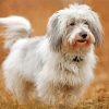 Adorable Coton Tulear Dog Paint By Numbers