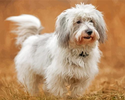 Adorable Coton Tulear Dog Paint By Numbers