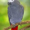Aesthetic African Grey Parrot Paint By Numbers