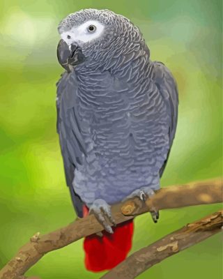 Aesthetic African Grey Parrot Paint By Numbers