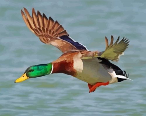 Aesthetic Duck Flying Paint By Numbers