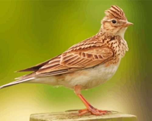 Aesthetic Eurasian Skylark Paint By Numbers