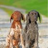 Aesthetic German Shorthaired Dogs Paint By Numbers