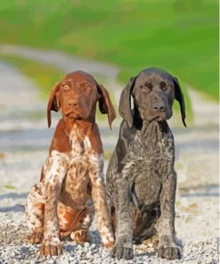 Aesthetic German Shorthaired Dogs Paint By Numbers