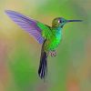 Aesthetic Green Hummingbird Paint By Numbers