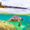 Aesthetic Hawaii Turtles Paint By Numbers