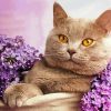 Aesthetic Kitten With Purple Flowers Paint By Numbers