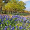 Aesthetic Texas Bluebonnets Paint By Numbers