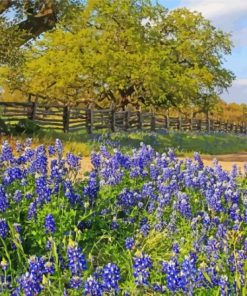 Aesthetic Texas Bluebonnets Paint By Numbers