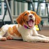Aesthetic Brittany Spaniel Paint By Numbers