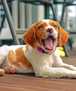 Aesthetic Brittany Spaniel Paint By Numbers