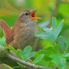 Aesthetic Carolina Wren Paint By Numbers