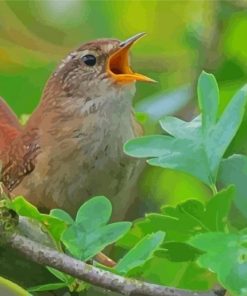 Aesthetic Carolina Wren Paint By Numbers