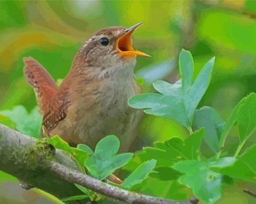 Aesthetic Carolina Wren Paint By Numbers