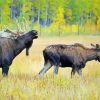 Aesthetic Moose Wildlife Paint By Numbers