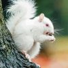Albino Squirrels Eating Paint By Numbers