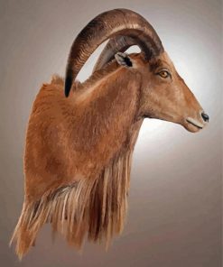 Aoudad Sheep Paint By Numbers