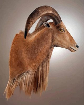 Aoudad Sheep Paint By Numbers