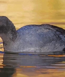 Black Coots Bird Paint By Numbers