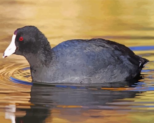 Black Coots Bird Paint By Numbers