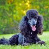 Black Standard Poodle Paint By Numbers