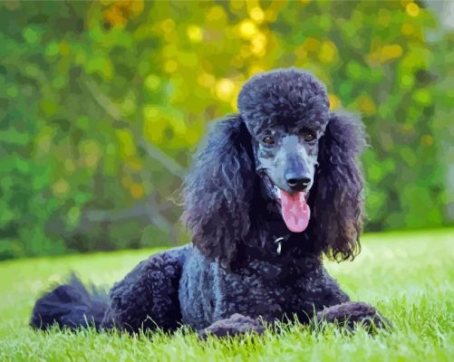 Black Standard Poodle Paint By Numbers