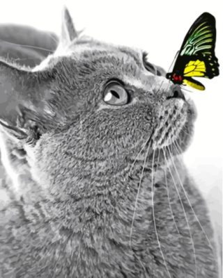 Black And White Cat With Butterfly On Nose Paint By Numbers