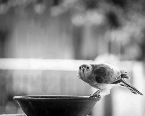 Black And White Drink And Bird Paint By Numbers