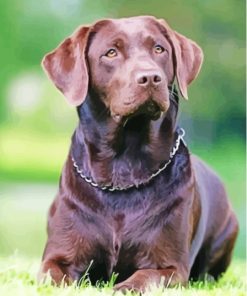 Chocolate Lab Paint By Numbers