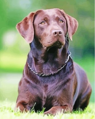 Chocolate Lab Paint By Numbers