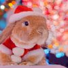 Christmas Bunny Paint By Numbers