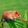 Dormouse On Green Tree Paint By Numbers
