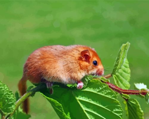 Dormouse On Green Tree Paint By Numbers