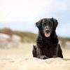 Flatcoated Retriever At The Beach Paint By Numbers