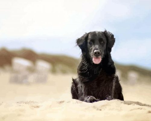 Flatcoated Retriever At The Beach Paint By Numbers