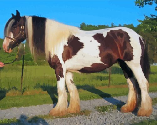 Gypsy Vanner Horse Paint By Numbers