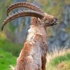 Alpine Ibex Animal Paint By Numbers