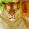 Mad Golden Tiger Paint By Numbers