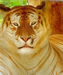 Mad Golden Tiger Paint By Numbers