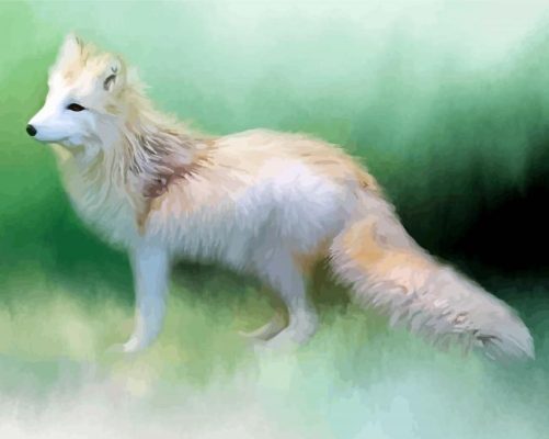 Polar Fox Paint By Numbers