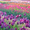 Purple Tulips In Field Paint By Numbers
