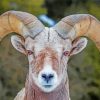 Sheep Wild Bighorn Paint By Numbers
