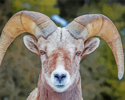 Sheep Wild Bighorn Paint By Numbers