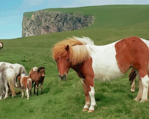 Shetland Pony Paint By Numbers